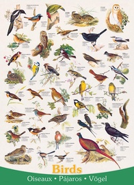 Birds 6000-1259, 68 cm x 48 cm, 1000 vnt. Eurographics dėlionė