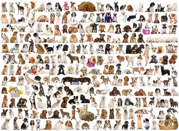 The World of Dogs, 48 cm x 68 cm, 1000 vnt. Eurographics dėlionė